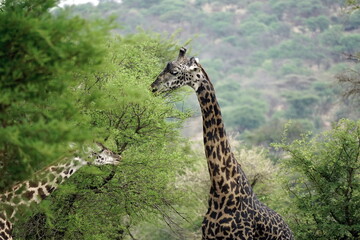 giraffe in the serengeti park