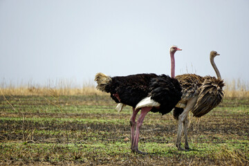ostrich in the serengeti park