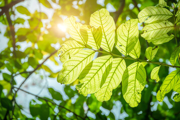 Morning Green plant leaf chlorophyll photosynthesis. Tree fresh lush nature, leaves Eco Green Environment natural background.