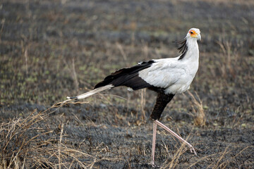 secretary bird in the serengeti