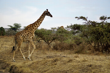 giraffe in the serengeti park