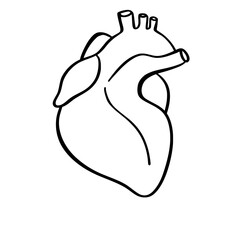 Human Organs and Anatomy Related Objects and Elements. Hand Drawn Vector Doodle Illustration