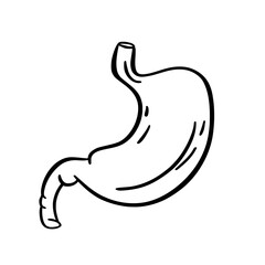 Human Organs and Anatomy Related Objects and Elements. Hand Drawn Vector Doodle Illustration