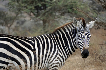zebra in the serengeti park