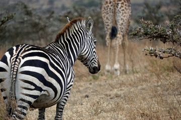 zebra in the serengeti park