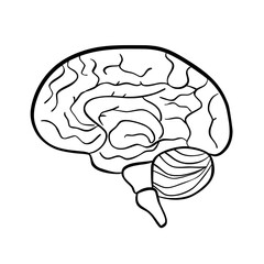 Human Organs and Anatomy Related Objects and Elements. Hand Drawn Vector Doodle Illustration