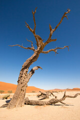 Ancient dry trees stand on a white clay soil, creating a stunning visual contrast in Deadvlei...