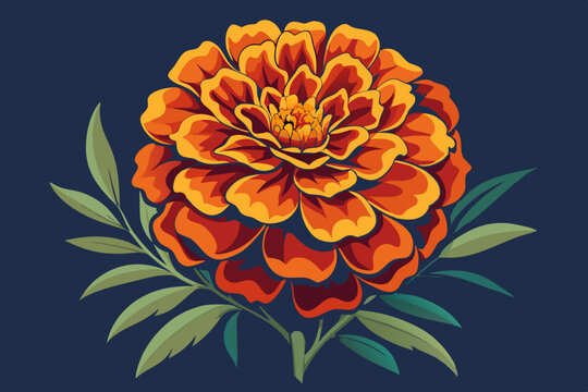  Beautiful merigold vector art illustration