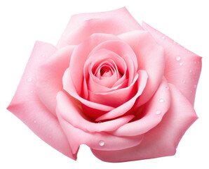 PNG Flower rose petal plant.