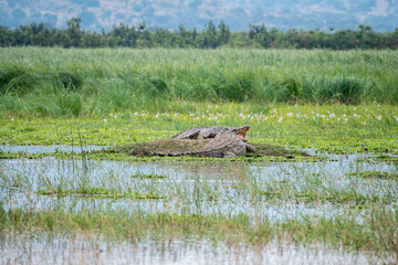 A large, heavy crocodile is currently resting in the middle of a swampy area