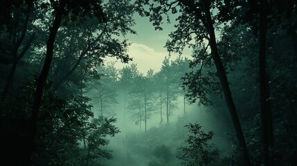 Obraz premium The scene captures the dense, lush green trees shrouded in a perfect layer of fog, creating tranquil atmosphere. The forest is rich with various shades of 