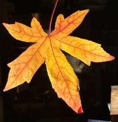 maple leaf on the dark background