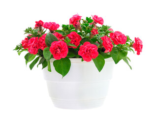 Beautiful flower pink petunia.