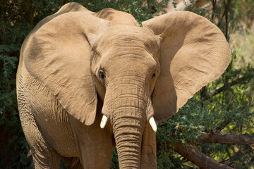 Fototapeta premium African elephant in the wild