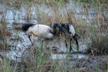 Black-headed ibis that is standing in the water, Akagera National Park Rwanda
