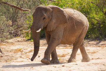 Fototapeta premium African elephant in the wild
