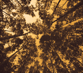 Creative monochrome image of trees at low angle view in yellow.