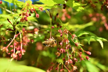 Ape che vola su pianta di acero (Bee flying on maple plant)