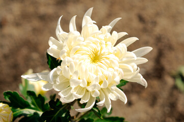  Flowers of chrysanthemum.