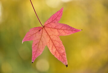 red maple leaf