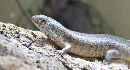 A Female African Zebra Skink Lizard Animal.