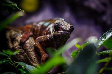 chameleon in nature park inside