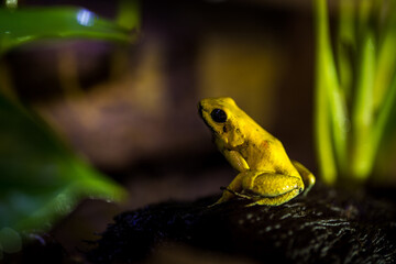 terrible forester is yellow frog inside