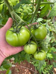 organic tomato