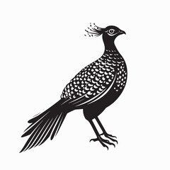 Beautiful Peacock Vector Images isolated on white background.