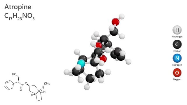 Atropine. Tropane alkaloid. Animated 3D model of a molecule. Molecular formula: C17H23NO3. Chemical model: Ball and stick. White background. 3D rendering. Seamless loop.