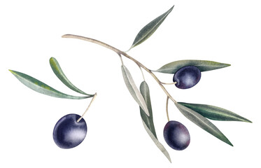 Olive branch with black ripe berries on a white background. Watercolor hand-painted illustration. Mediterranean fruits and berries. Botanical clipart for olive oil labels.
