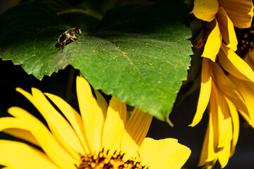 selective focus, close-up view of a sunlit sunflower flower and a hornet on a leaf