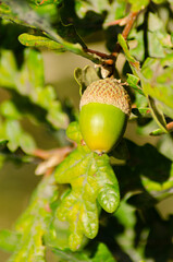a green acorn on the branch of an oak tree in spring time