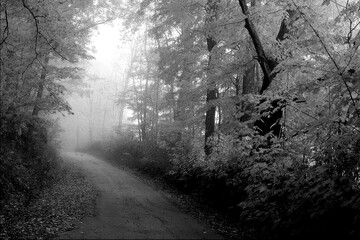 Autumn Nature Black and White Grayscale Background