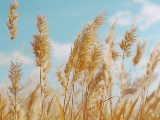 Fototapeta premium Golden Field of Wildflowers