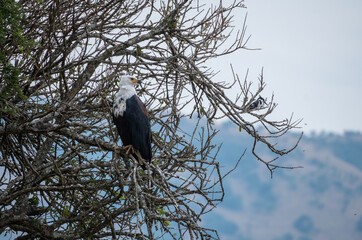 The fish eagle is perched gracefully on a tree branch, Akagera National Park