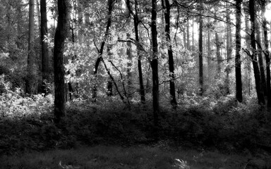 Fototapeta premium Black and White Forest Natural Background