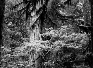Black and White Forest Natural Background