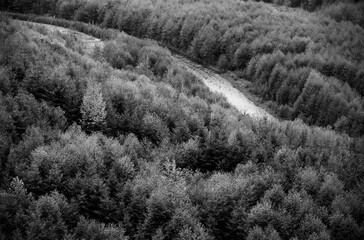 Black and White Forest Natural Background