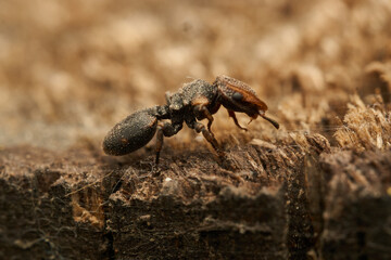 A strange ant on a wood Cephalotes jheringi