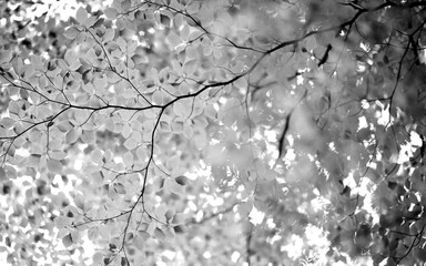 Black and White Leaves Grayscale Monochrome Background