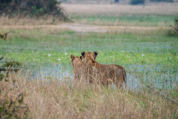 A pair of majestic lions standing proudly in a field, Akagera National Park