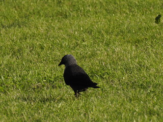 Fototapeta premium Black Crow on Green Grass Field Under Bright Sunlight