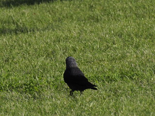 Black Crow on Green Grass Field Under Bright Sunlight
