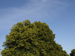 Large Green Tree Against Clear Blue Sky in Summer Season