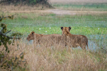 A pair of majestic lions standing proudly in a field, Akagera National Park