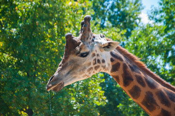 Large red spotted giraffe. African giraffes