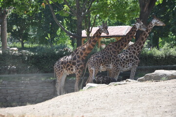 Large red spotted giraffe. African giraffes