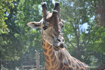 Large red spotted giraffe. African giraffes © emin