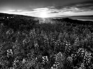 Bright Field HDR Natural Black and White Background